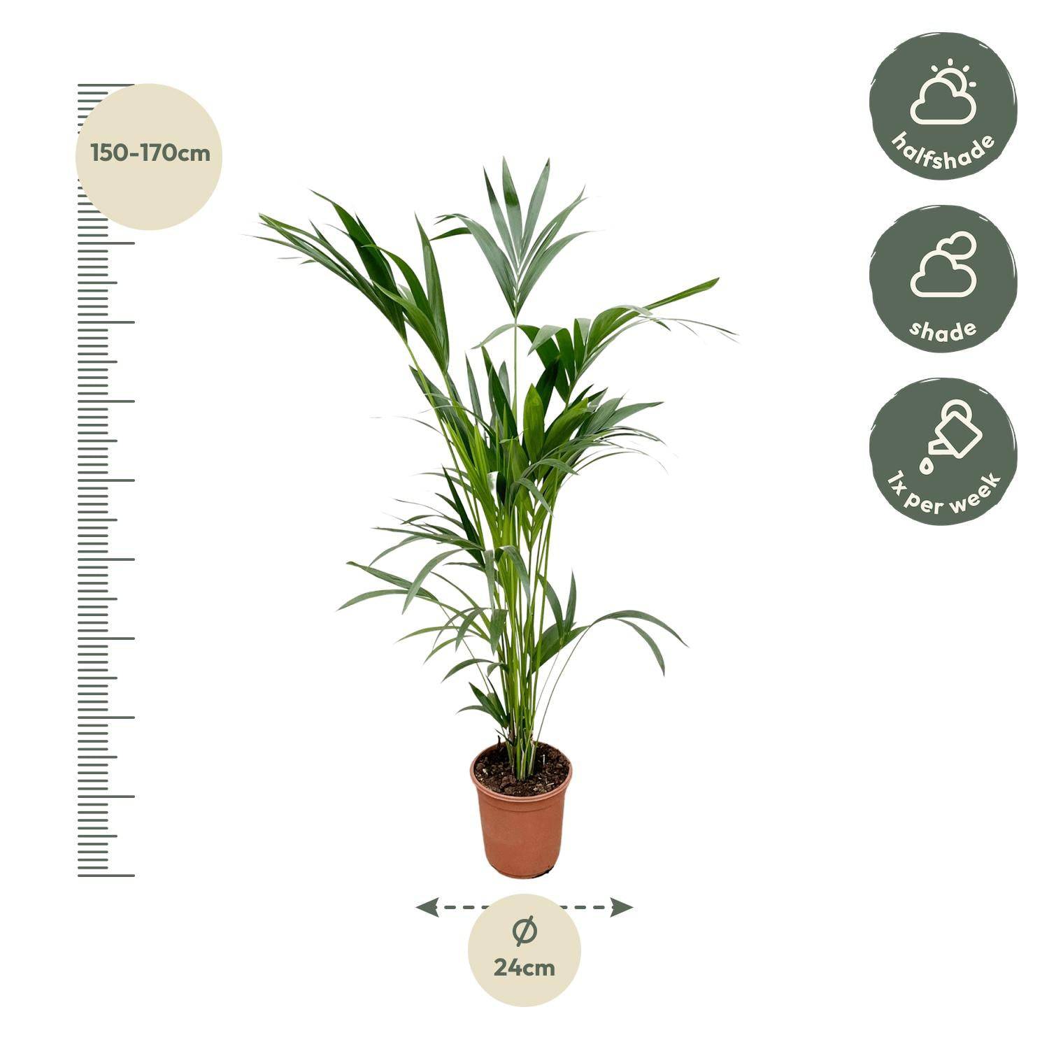 Kentia palm – 160 cm – Ø24 - Botanic-Vibes