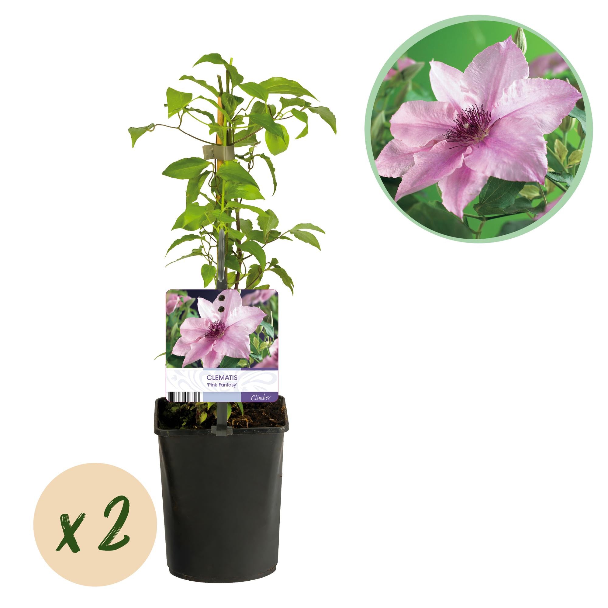 Kletterpflanze, Clematis Rosa Fantasy, Blüte Rosa, Wenig Pflege, 2 Pflanzen, Topf 11 cm 40 cm
