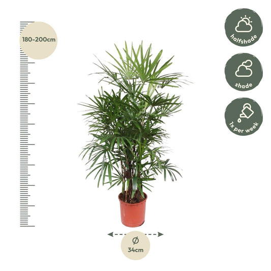 Rhapis excelsa – 190 cm – Ø34 - Botanic-Vibes