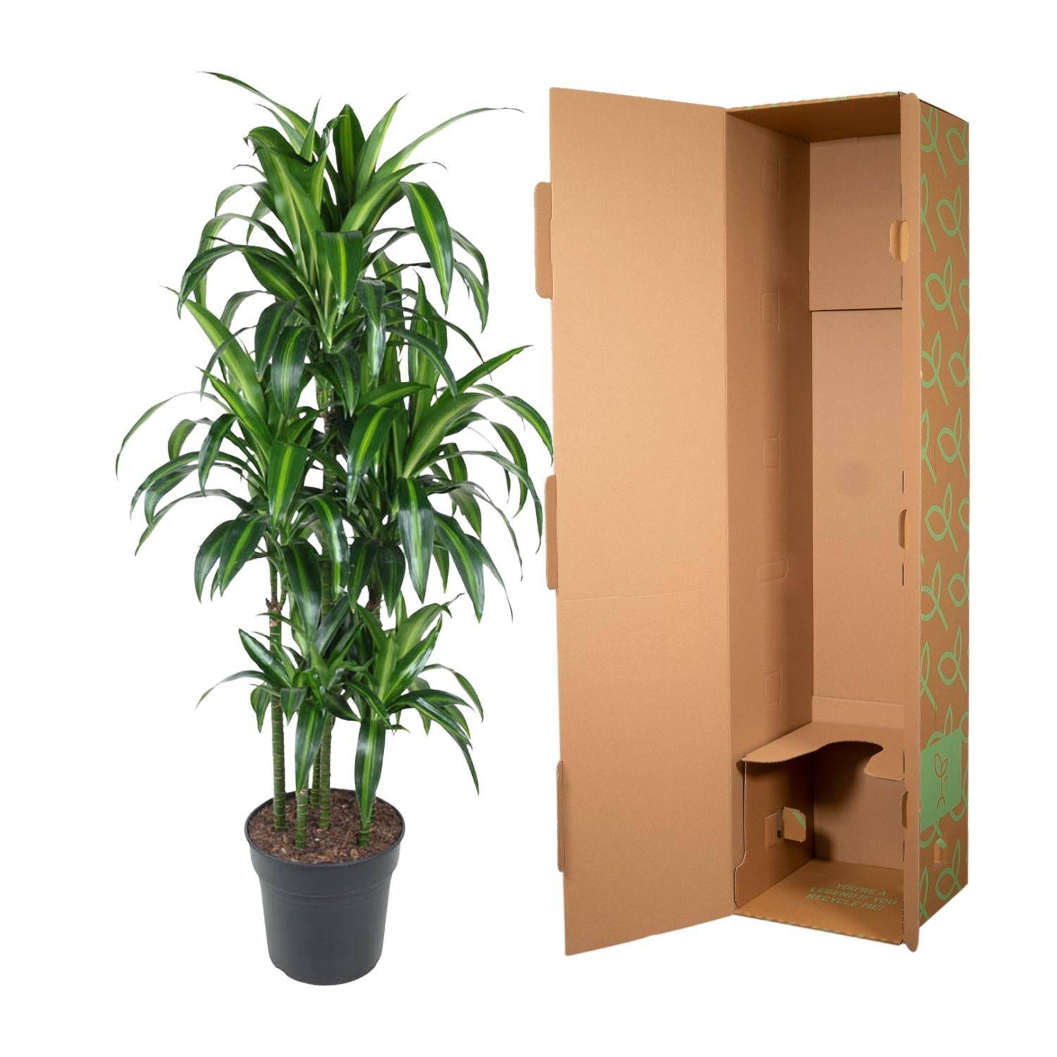 Dracaena hawaiiana carrousel – 150 cm – ø31 - Botanic-Vibes