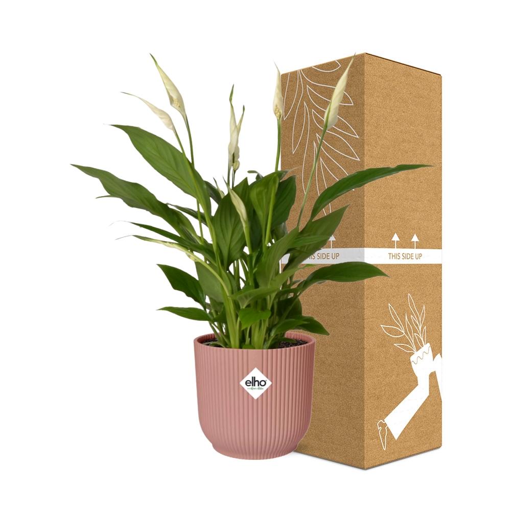 Spathiphyllum 12 cm Torelli im ELHO Vibes Fold, 14 cm, rosa