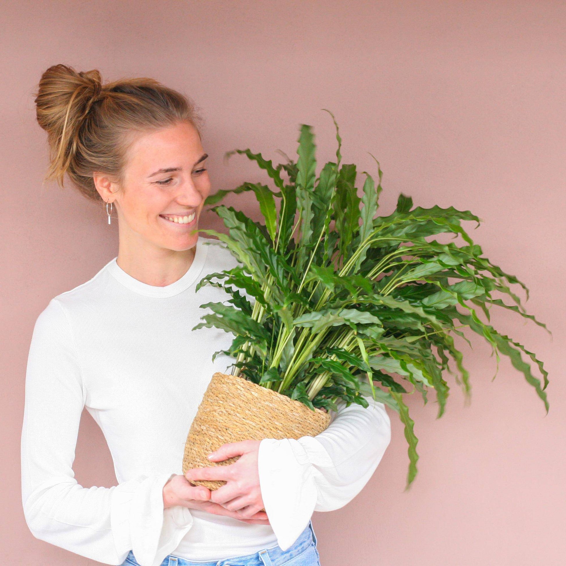 Calathea Rufibarba mit Sofia-Korb natur - 55cm - Ø17 - Botanic-Vibes