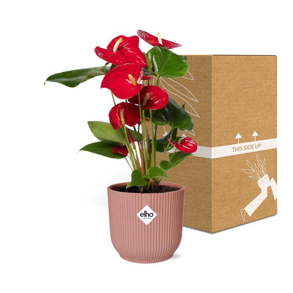 Anthurium Rot 12 cm im ELHO Vibes Fold, 14 cm, rosa