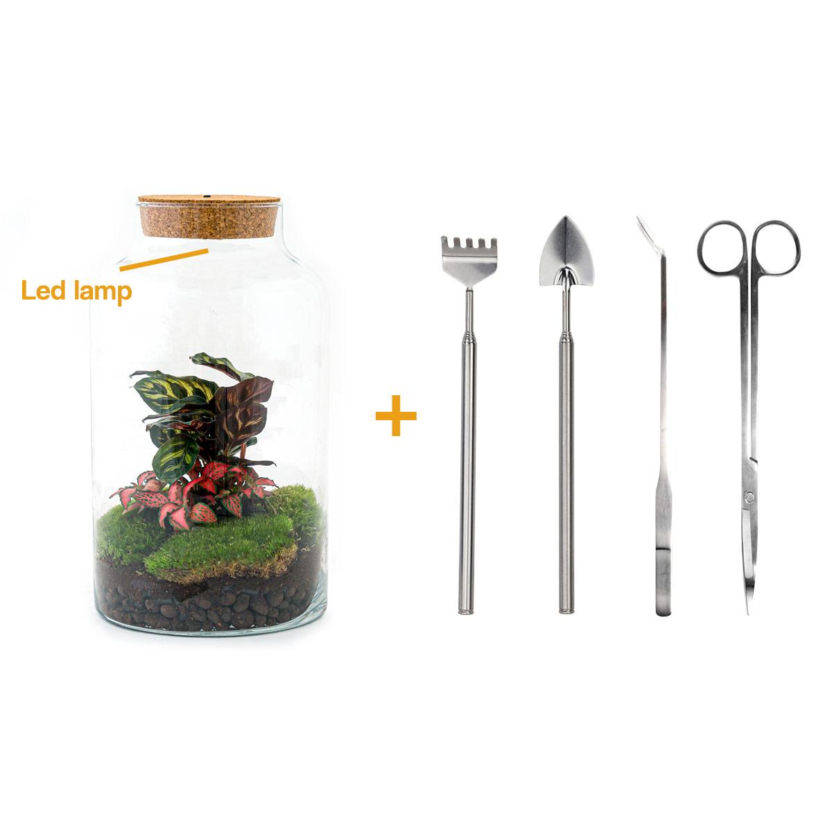 Flaschengarten – Milky Calathea mit Lampe – 31 cm – Rechen + Schaufel + Pinzette + Schere