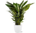 Spathiphyllum Sweet Sebastiano, Ø24 cm, 110 cm + Topf Brussels D25x23 cm, Weiß
