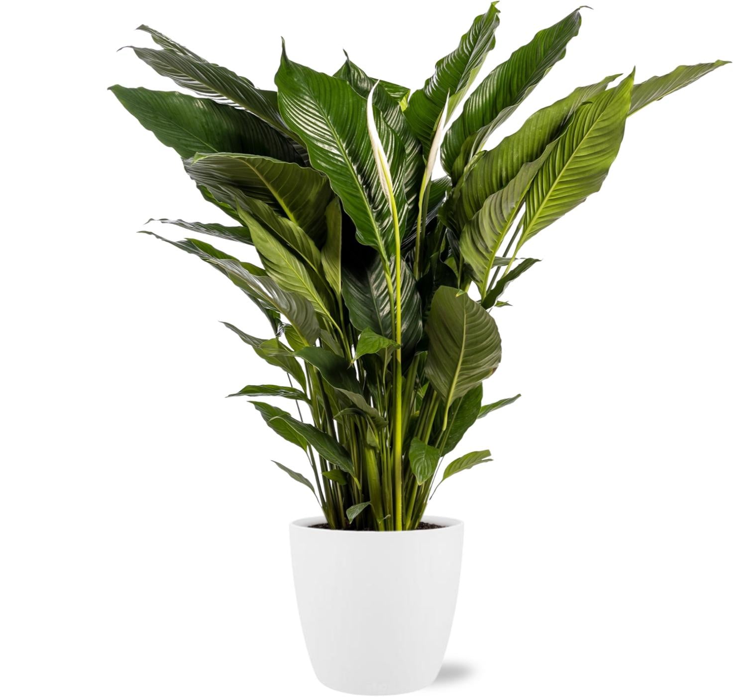 Spathiphyllum Sweet Sebastiano, Ø24 cm, 110 cm + Topf Brussels D25x23 cm, Weiß