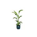 Combi deal - Strelitzia nicolai inklusive elho Vibes Fold Round Blau Ø22 – 100 cm - Botanic-Vibes