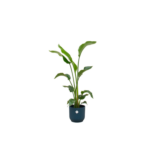 Combi deal - Strelitzia nicolai inklusive elho Vibes Fold Round Blau Ø22 – 100 cm