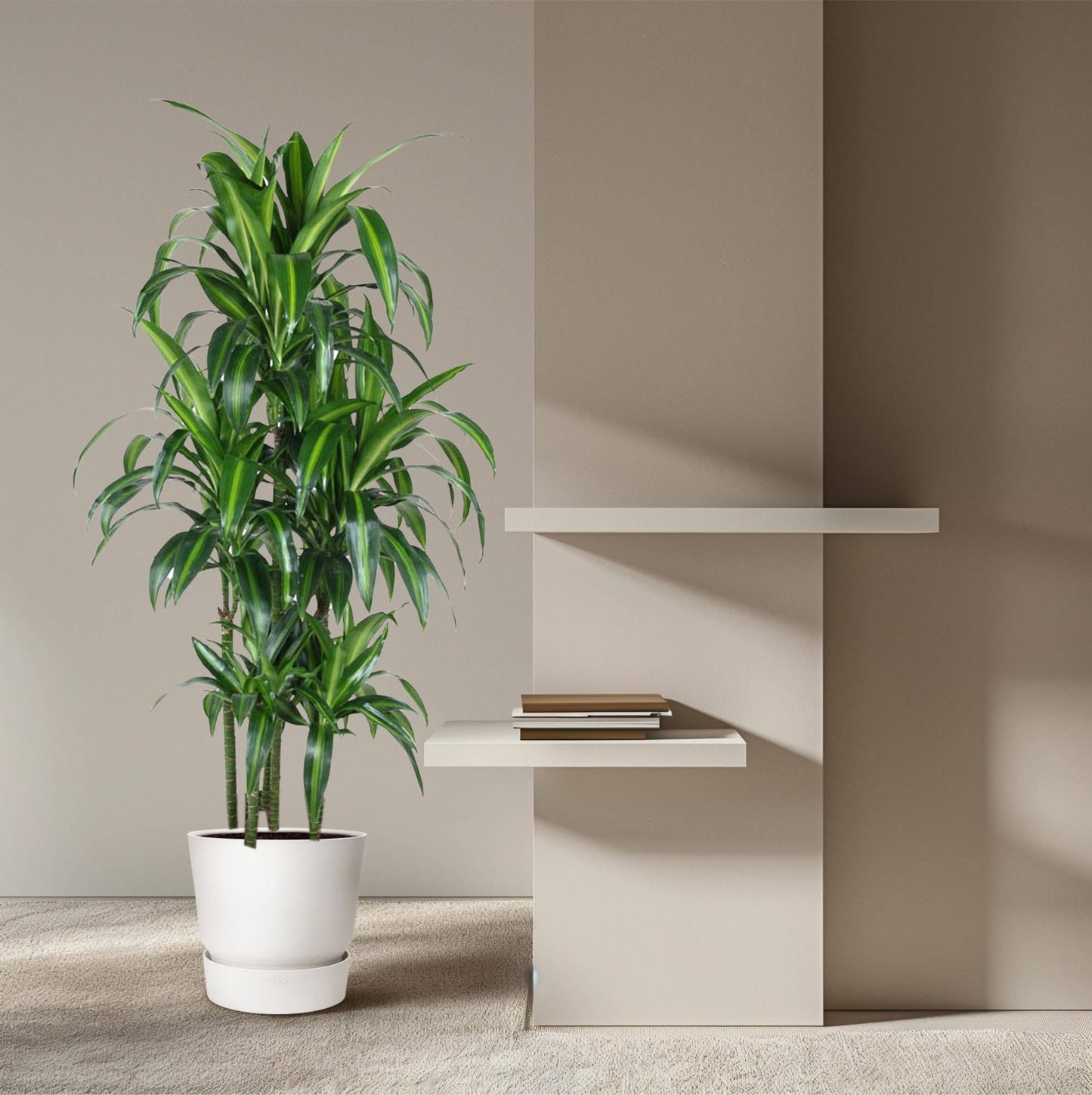 Dracaena hawaiiana carrousel – 150 cm – ø31 - Botanic-Vibes