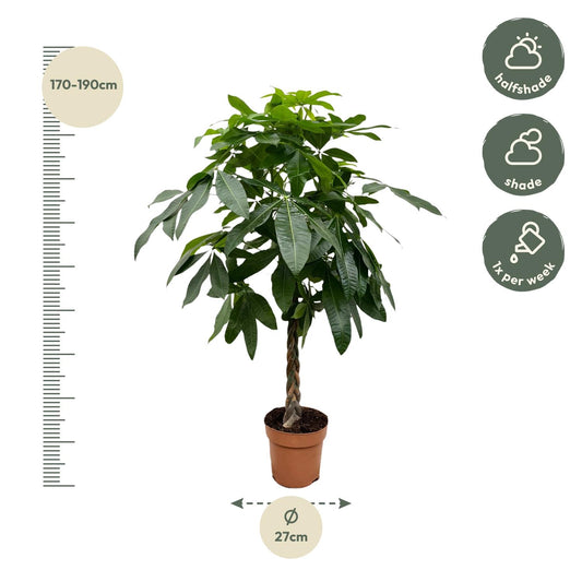 Pachira aquatica – 170 cm – Ø27