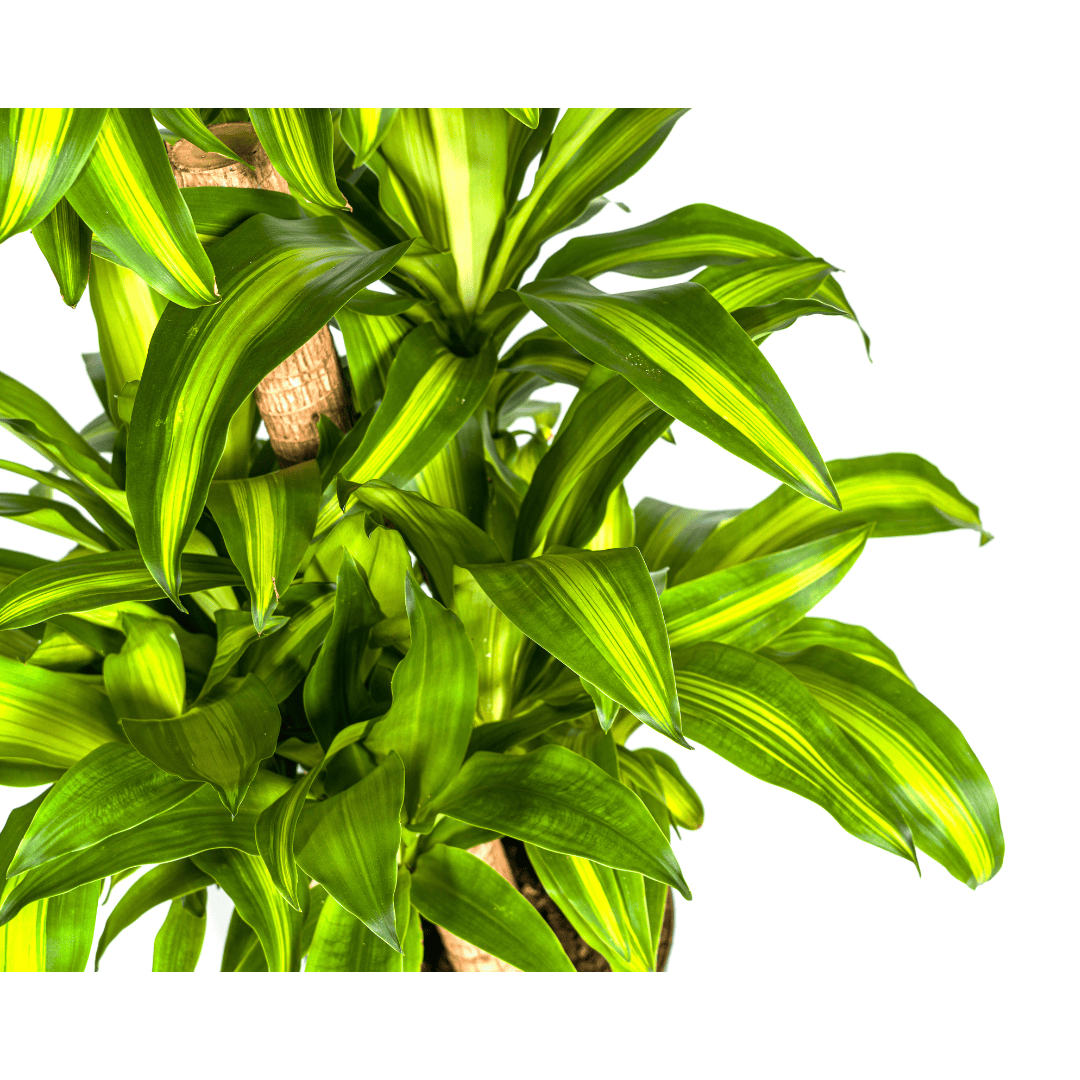Dracaena Fragrans Massangeana Karussell Ø30cm - ↕130 - 150cm - Botanic-Vibes