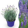 Green boutiQ, Gartenpflanze, Lavandula angustifolia Hidcote, Lavendel, Winterhart, Lila, Topf 12cm, Höhe 15, 25cm