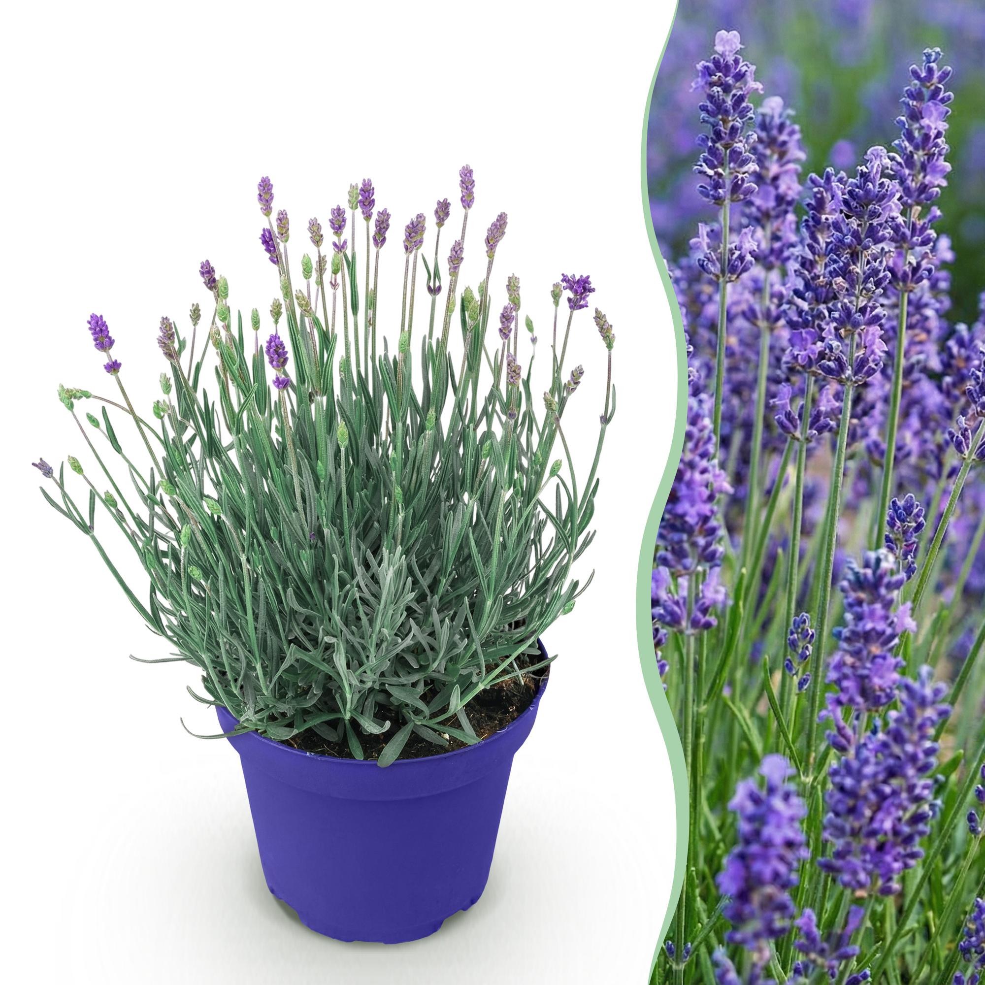Green boutiQ, Gartenpflanze, Lavandula angustifolia Hidcote, Lavendel, Winterhart, Lila, Topf 12cm, Höhe 15, 25cm