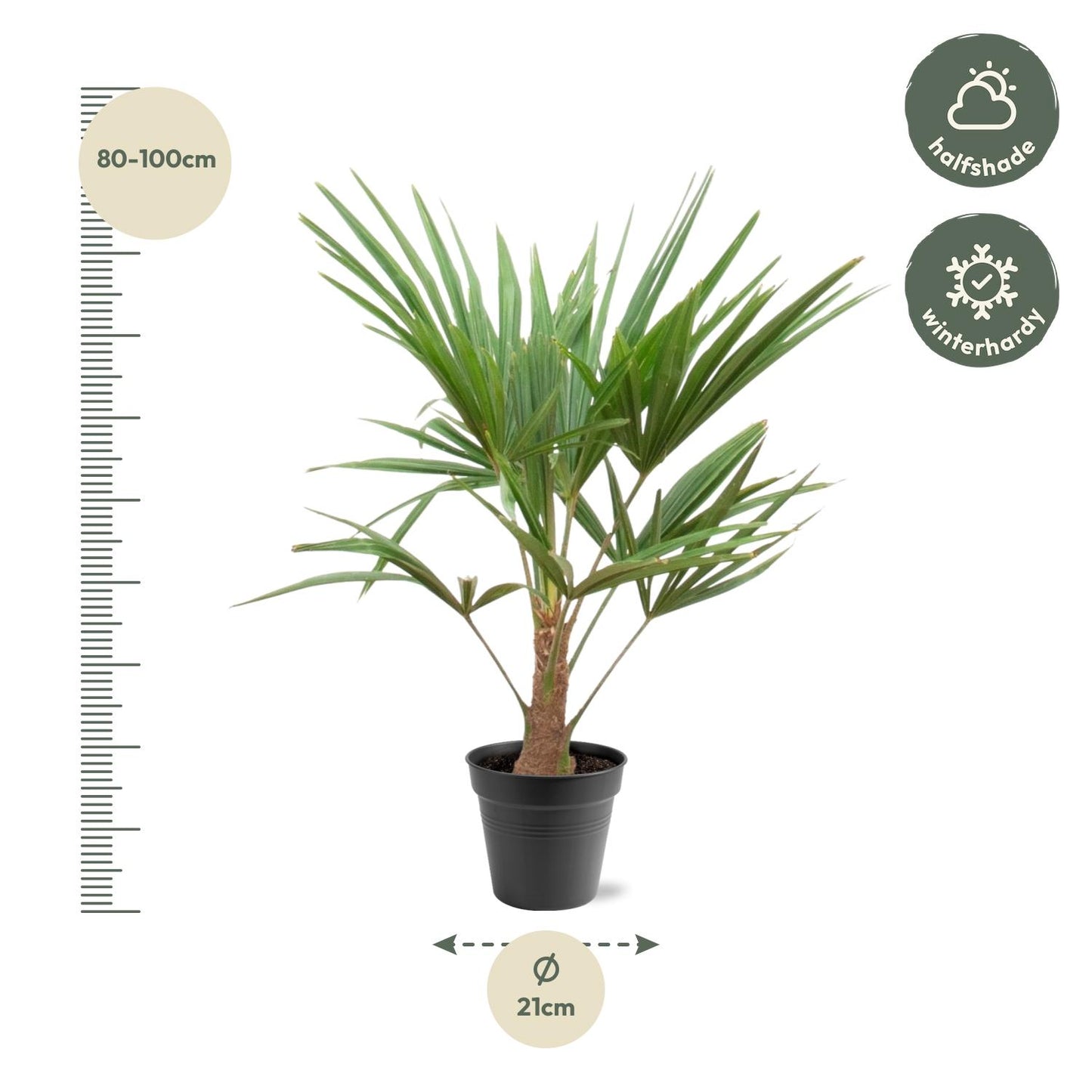 Trachycarpus fortunei – 90–100cm – Ø21