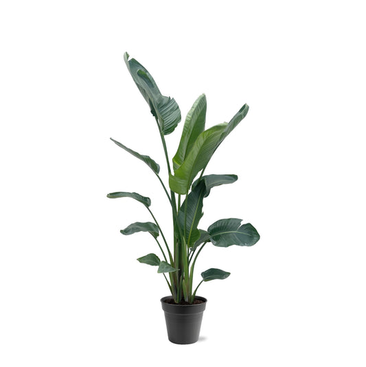 Strelitzia nicolai XXL – 190 – 225 cm – Ø27–Ø30
