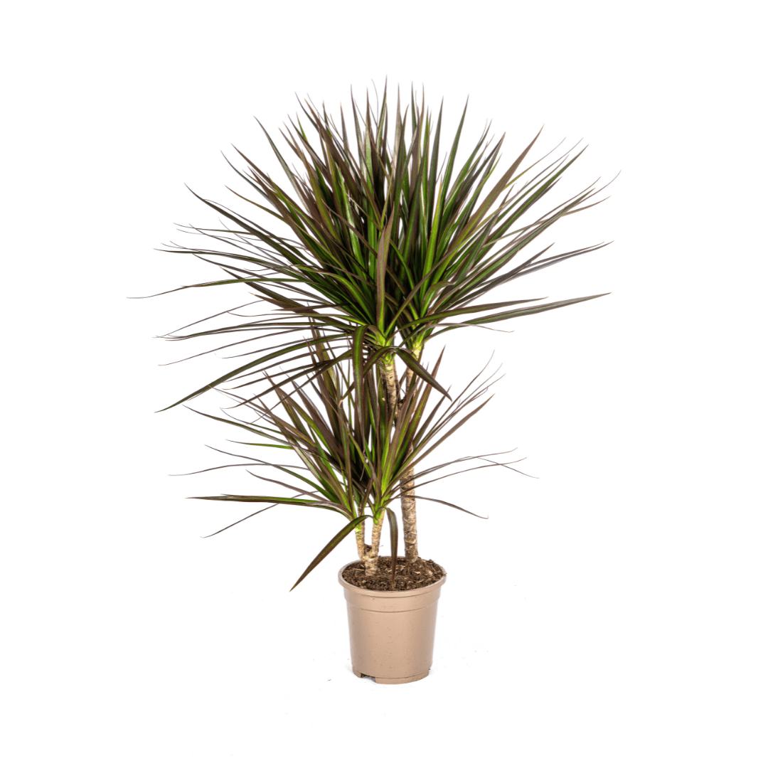 Dracaena Marginata Magenta Ø17cm - ↕50 - 70cm - Botanic-Vibes