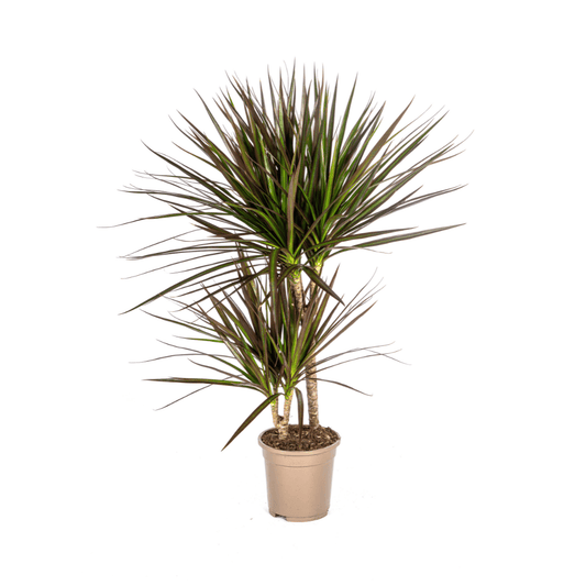 Dracaena Marginata Magenta Ø17cm - ↕50 - 70cm - Botanic-Vibes