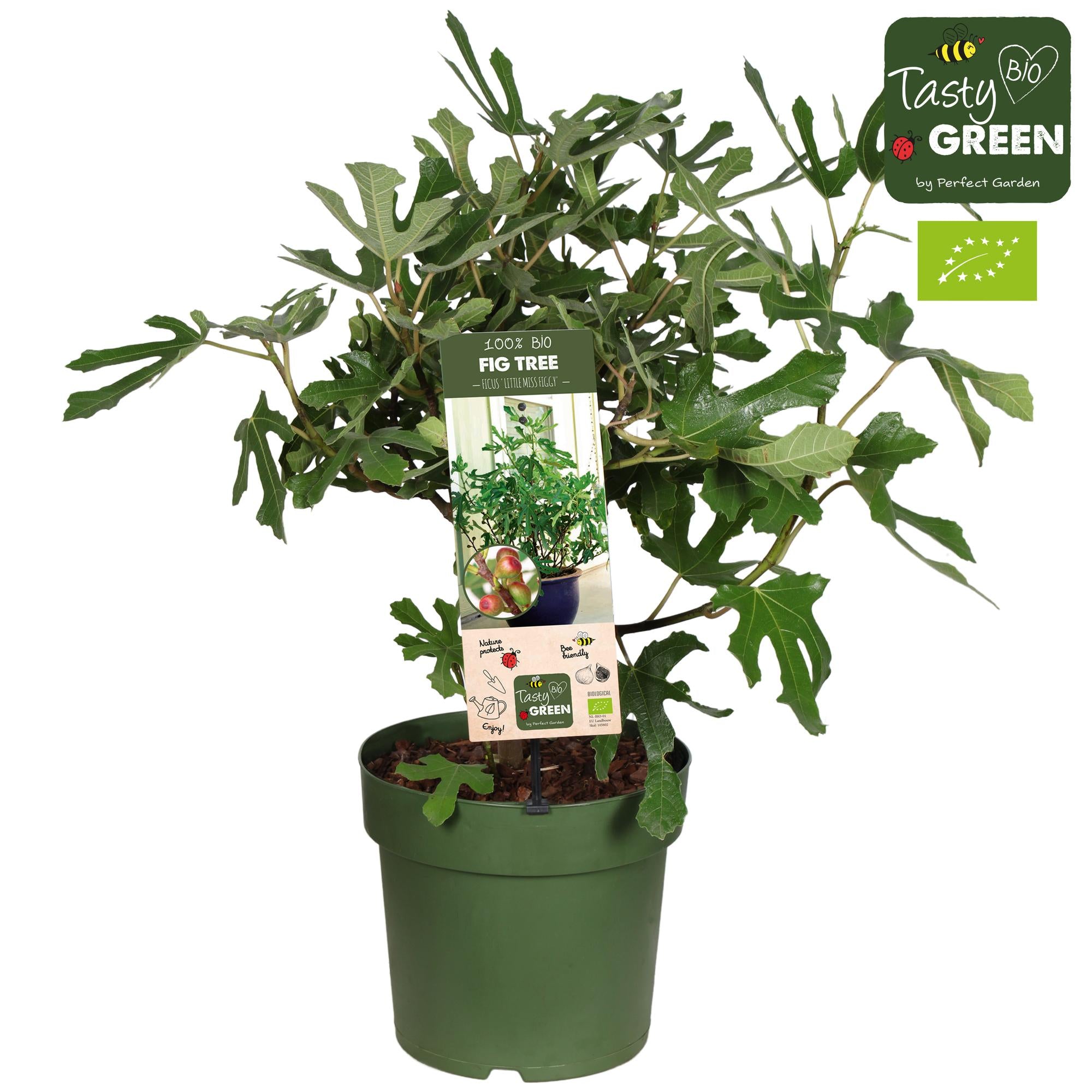 Ficus Carica 'Little Miss Figgy' Bio, Feige, Ø23 cm, 50 cm