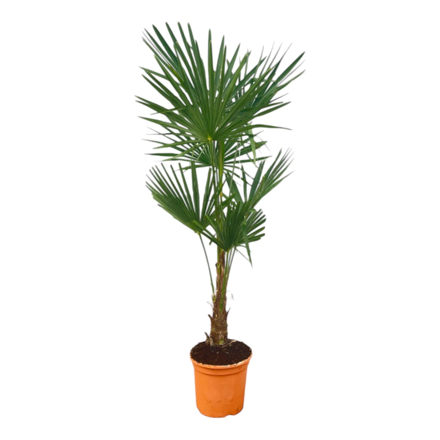 Trachycarpus fortuneii – 120–140cm – Ø27