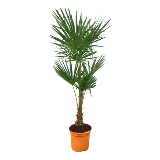 Trachycarpus fortuneii – 120–140cm – Ø27