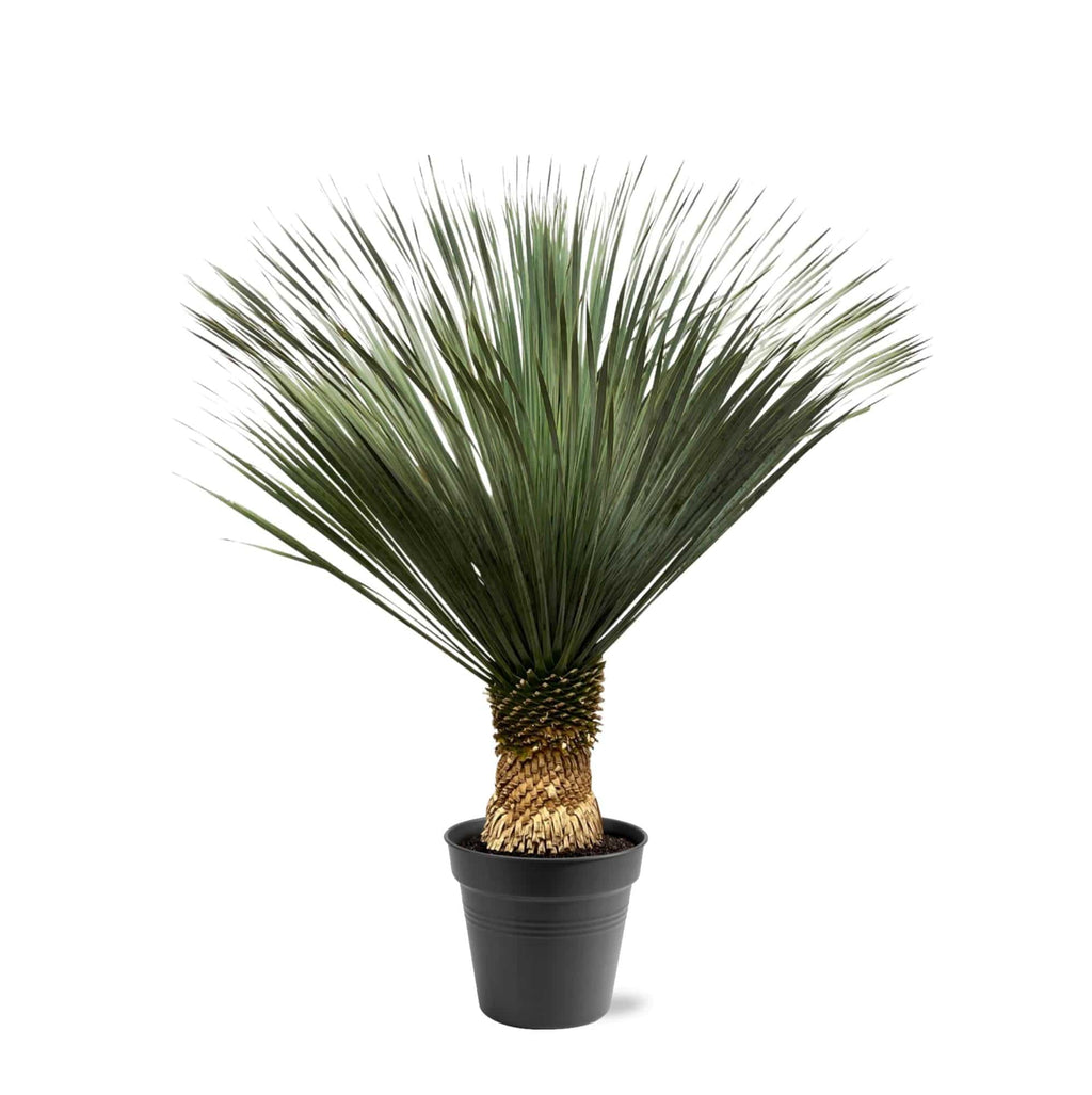 Yucca Rostrata – 130–150 cm – Ø50 - Botanic-Vibes