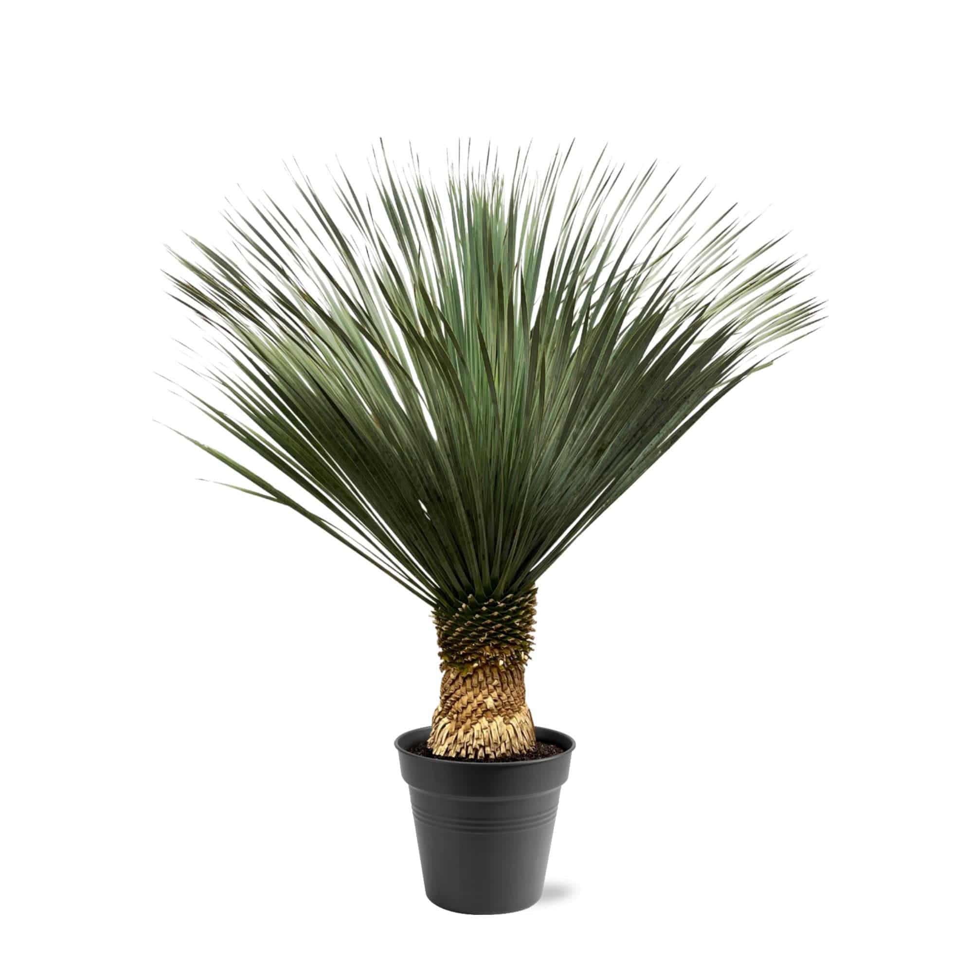 Yucca Rostrata – 130–150 cm – Ø50 - Botanic-Vibes