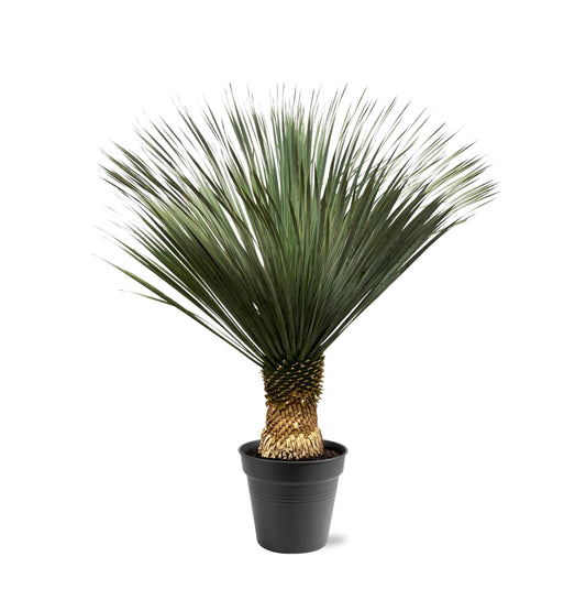 Yucca Rostrata – 130–150 cm – Ø50