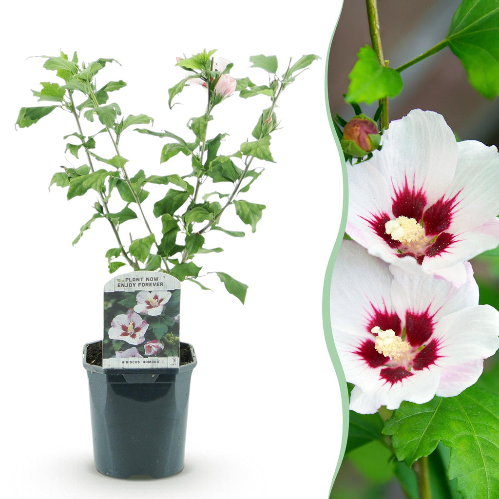 Sträucher, Hibiscus syriacus Hamabo, Blüte Hellrosa, 1 Pflanze, Laubabwerfend, Wenig Pflege, Topf 17 cm 45 cm