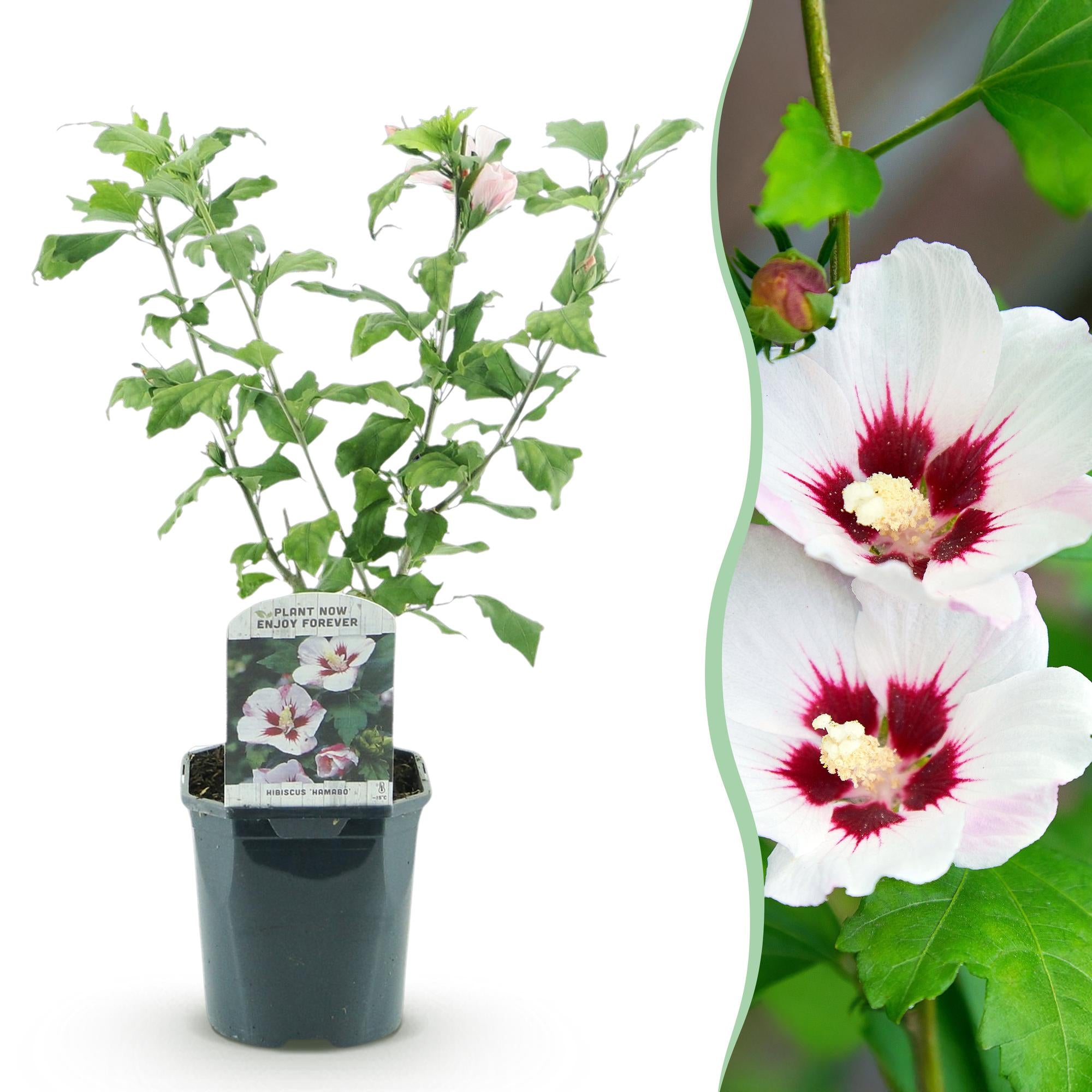 Sträucher, Hibiscus syriacus Hamabo, Blüte Hellrosa, 1 Pflanze, Laubabwerfend, Wenig Pflege, Topf 17 cm 45 cm
