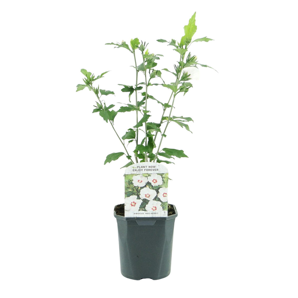 Sträucher, Hibiscus syriacus Rot Heart, Blüte Weiß Mit Rotem Herzen, 1 Pflanze, Laubabwerfend, Wenig Pflege, Topf 17 cm 45 cm