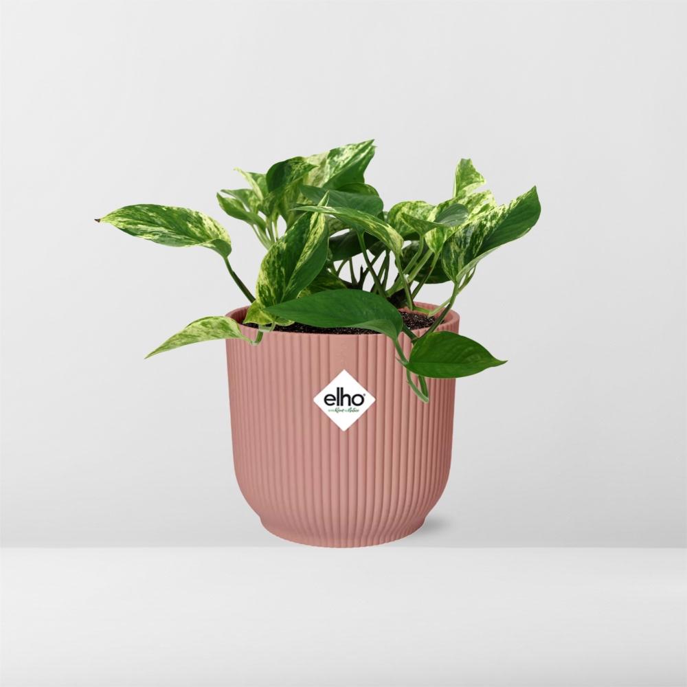 Scindapsus (Epipremnum) Marble Queen im ELHO Vibes Fold, 14 cm, rosa