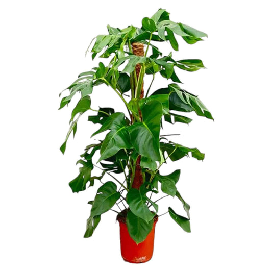 Monstera pertusum – 120 cm – Ø24 - Botanic-Vibes