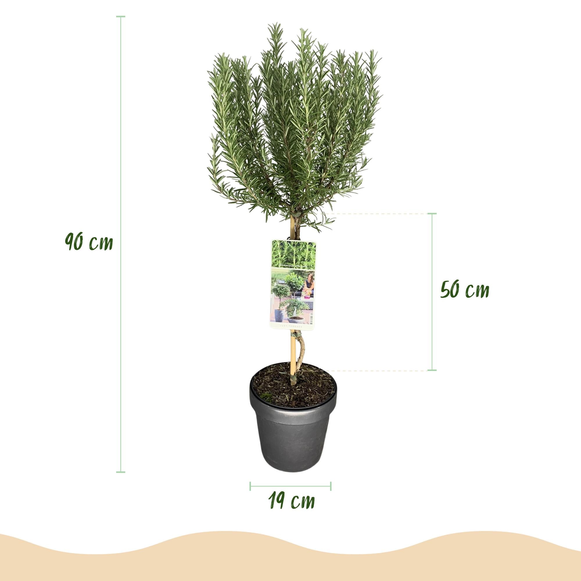 Stamm Pflanze, Rosmarinus officinalis, Terrassen Pflanze, Immergrün, Winterhart, Lila Blüte, Topf 19 cm 90 cm