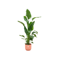 Combi deal - Strelitzia nicolai inklusive elho Vibes Fold Round Rosa Ø30 – 160 cm - Botanic-Vibes
