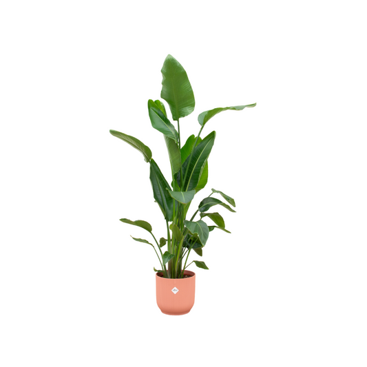 Combi deal - Strelitzia nicolai inklusive elho Vibes Fold Round Rosa Ø30 – 160 cm