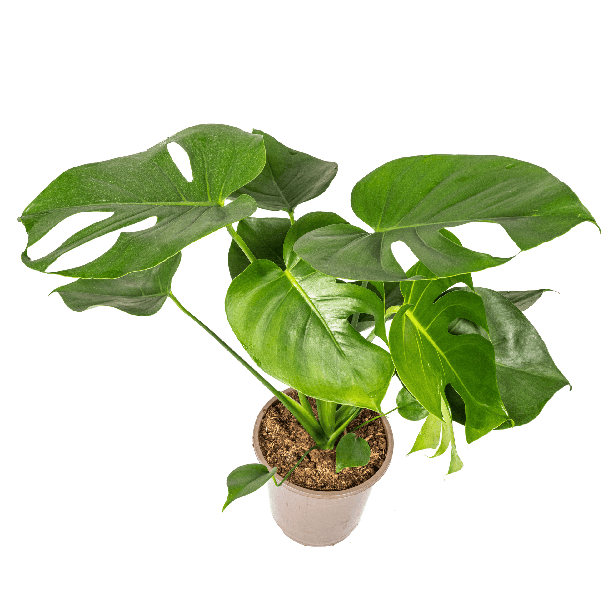 Monstera Deliciosa Tauerii Ø19cm - ↕70 - 90cm - Botanic-Vibes