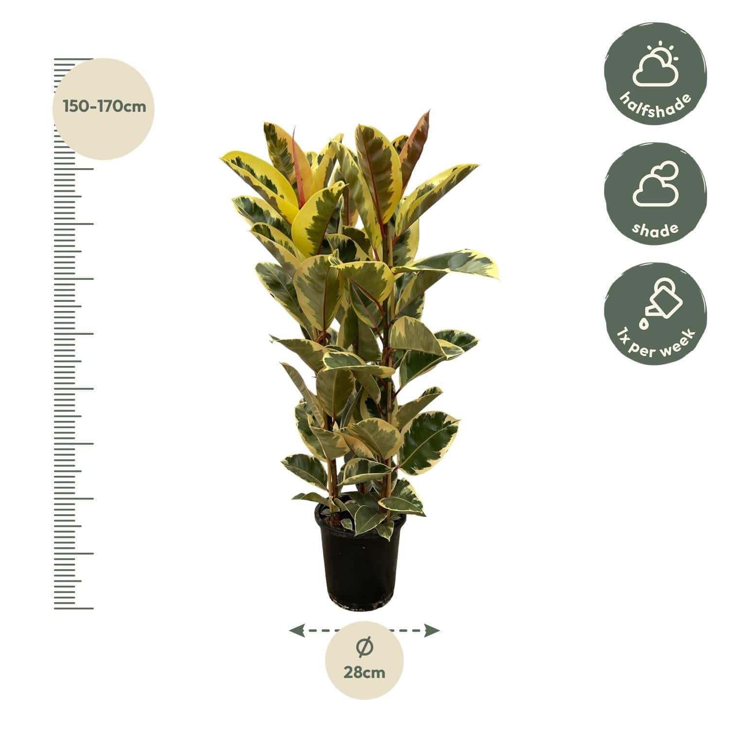 Ficus elastica 'Tineke' Strauch – 160 cm – Ø28 - Botanic-Vibes