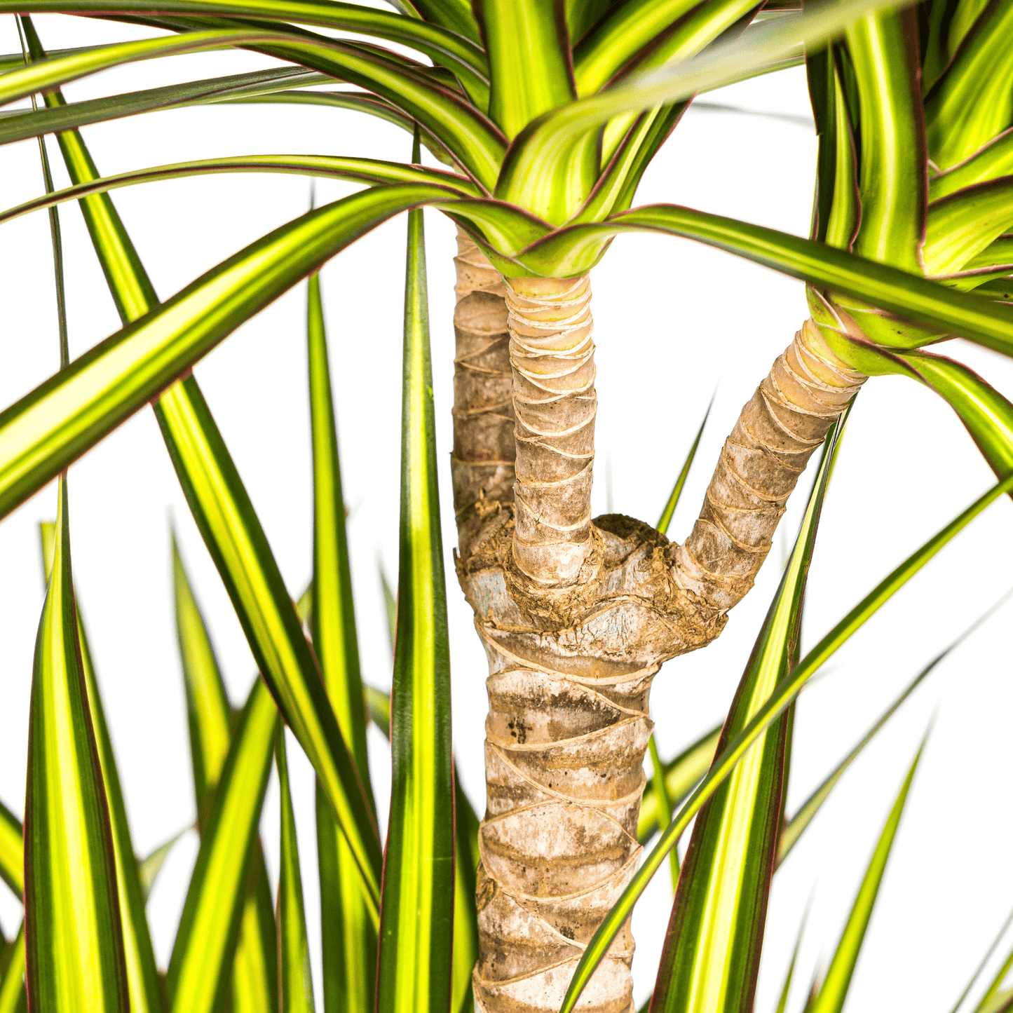 Dracaena Marginata Sunray Ø24cm - ↕130 - 150cm - Botanic-Vibes