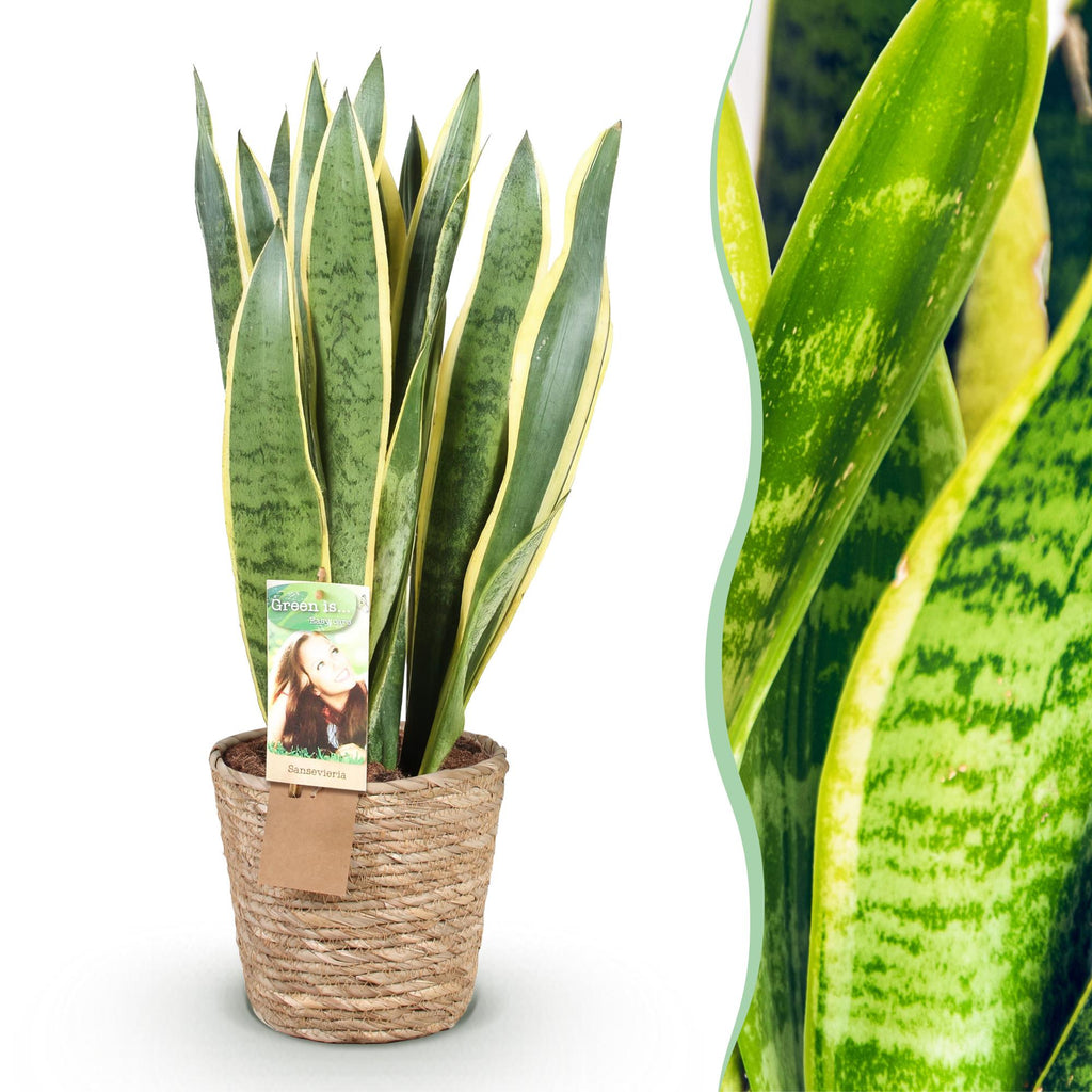 Zimmerpflanzen, Sansevieria Laurentii- Schwiegermutterzunge, Pflegeleicht, mit Korb, Grün, Gelb, 1 Pflanze, Topf 21 cm, 70-80 cm