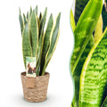 Zimmerpflanzen, Sansevieria Laurentii- Schwiegermutterzunge, Pflegeleicht, mit Korb, Grün, Gelb, 1 Pflanze, Topf 21 cm, 70-80 cm