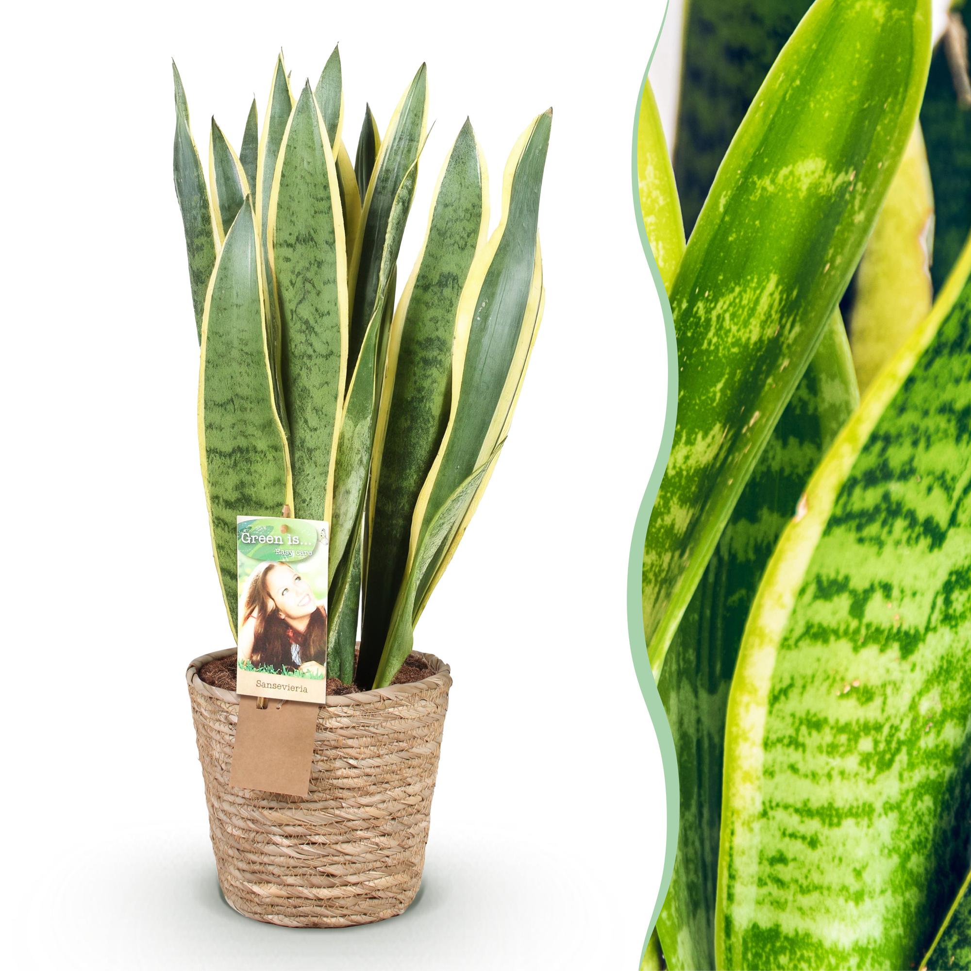 Zimmerpflanzen, Sansevieria Laurentii- Schwiegermutterzunge, Pflegeleicht, mit Korb, Grün, Gelb, 1 Pflanze, Topf 21 cm, 70-80 cm