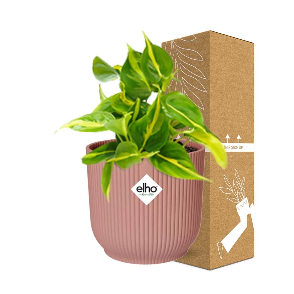 Philodendron Scandens ‘Brasil’ im ELHO Vibes Fold, 14 cm, rosa