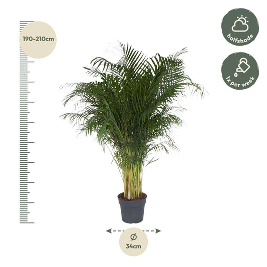 Dypsis lutescens – 200 cm – Ø34 - Botanic-Vibes
