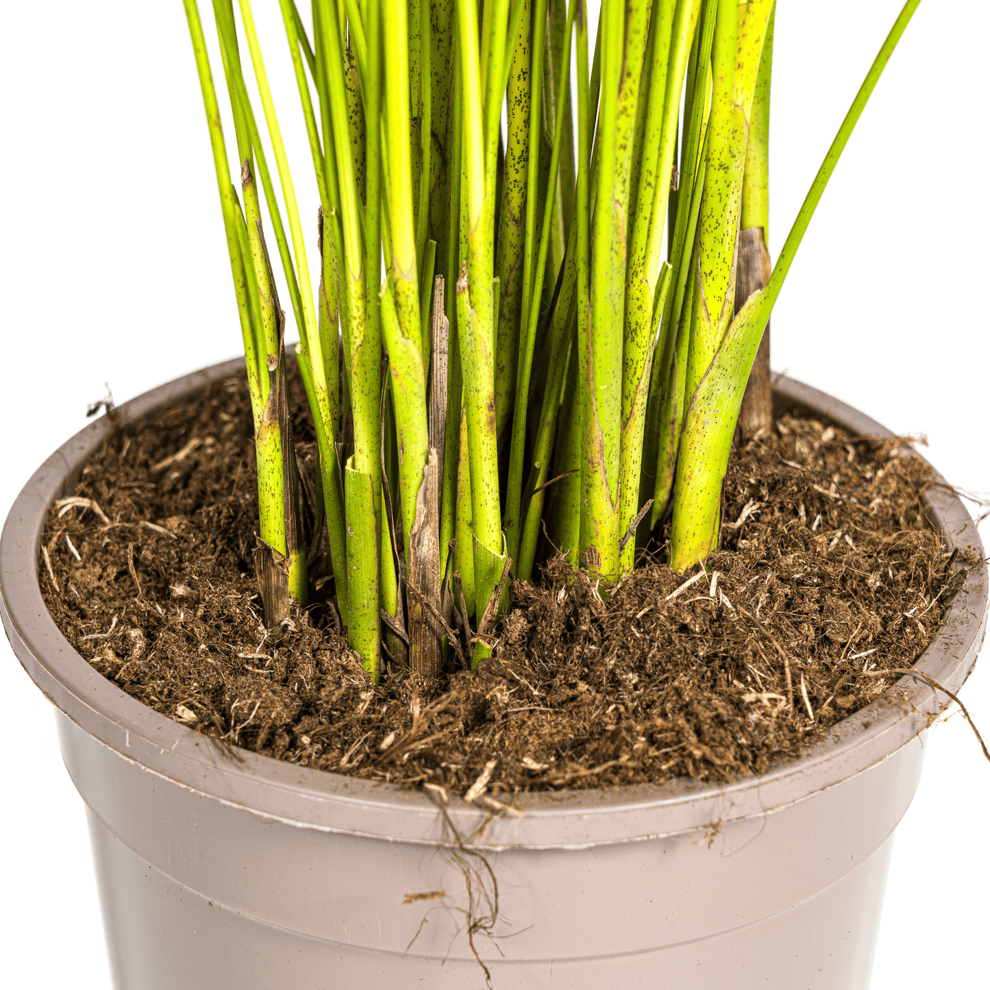 Dypsis Areca Lutescens Ø19cm - ↕80 - 100cm - Botanic-Vibes