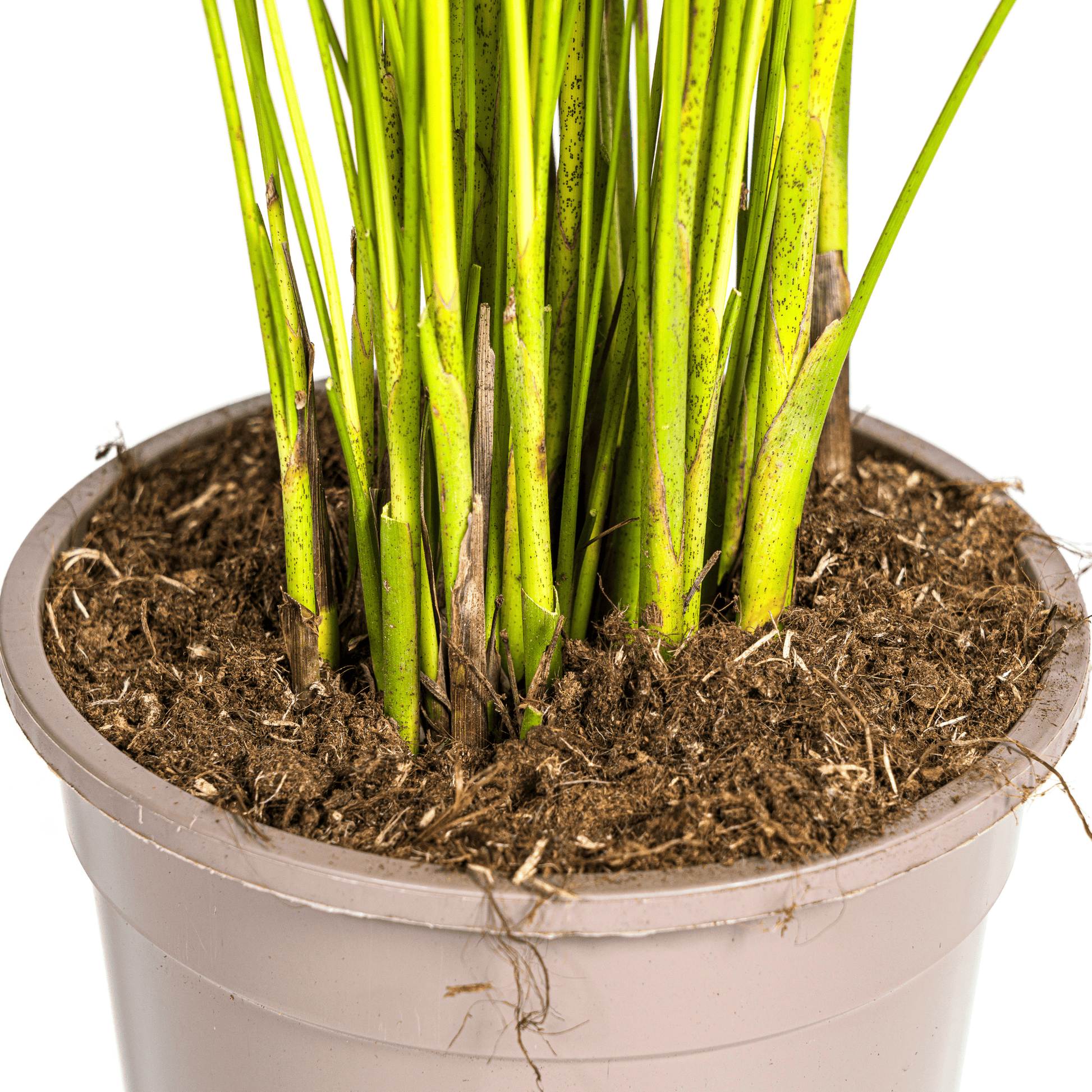 Dypsis Areca Lutescens Ø19cm - ↕80 - 100cm - Botanic-Vibes