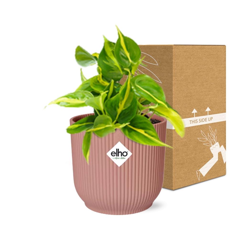 Philodendron Scandens ‘Brasil’ im ELHO Vibes Fold, 14 cm, rosa