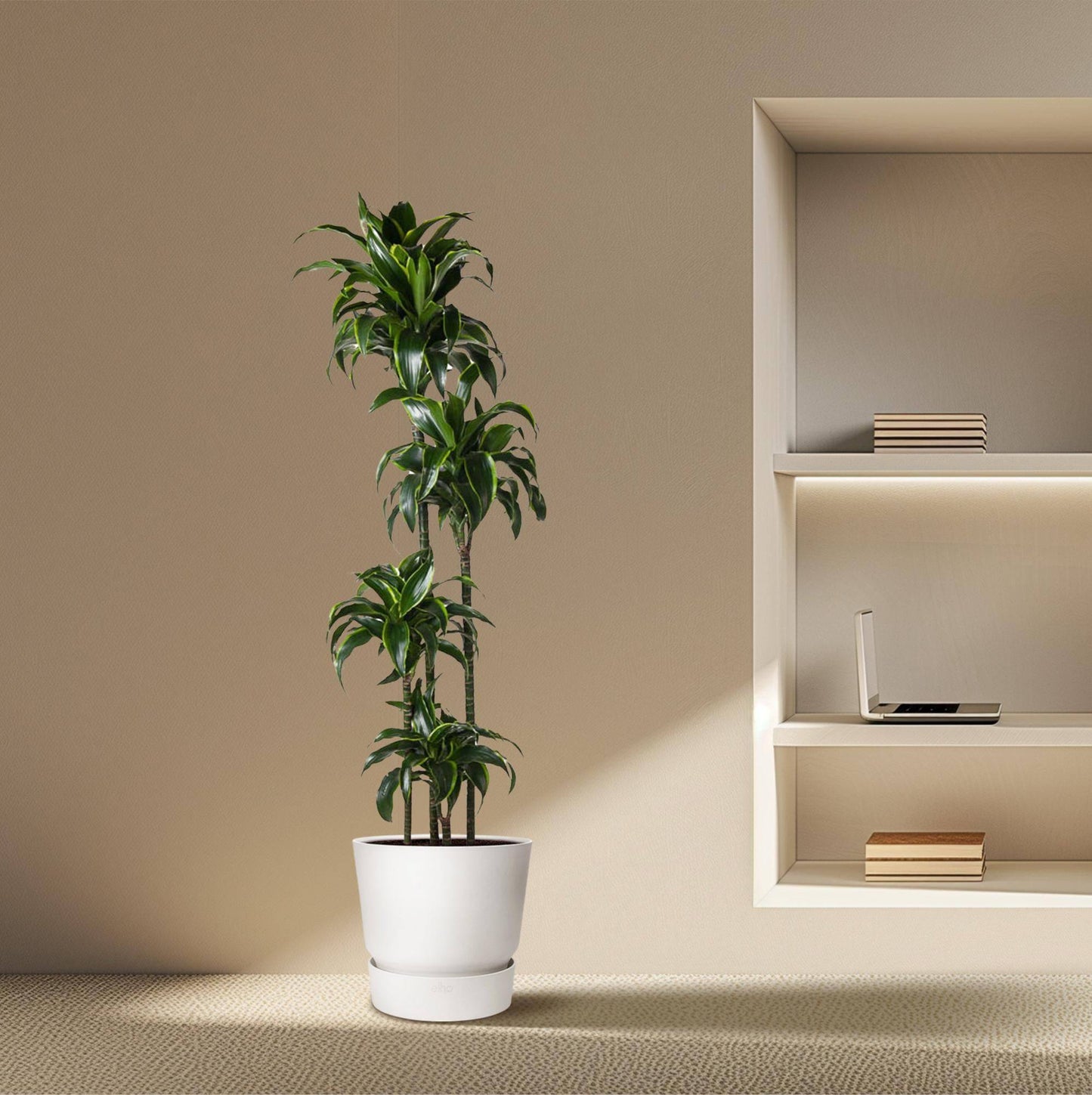 Dracaena dorado – 170 cm – ø27 - Botanic-Vibes