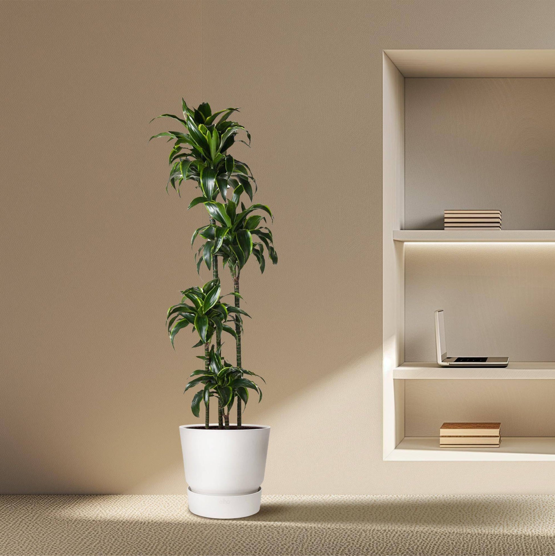 Dracaena dorado – 170 cm – ø27 - Botanic-Vibes