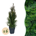 Heckenpflanzen, Thuja occidentalis Smaragd, Blatt grün, 6 Pflanzen, 1 laufender Meter, immergrün, Topf 17 cm 60 cm