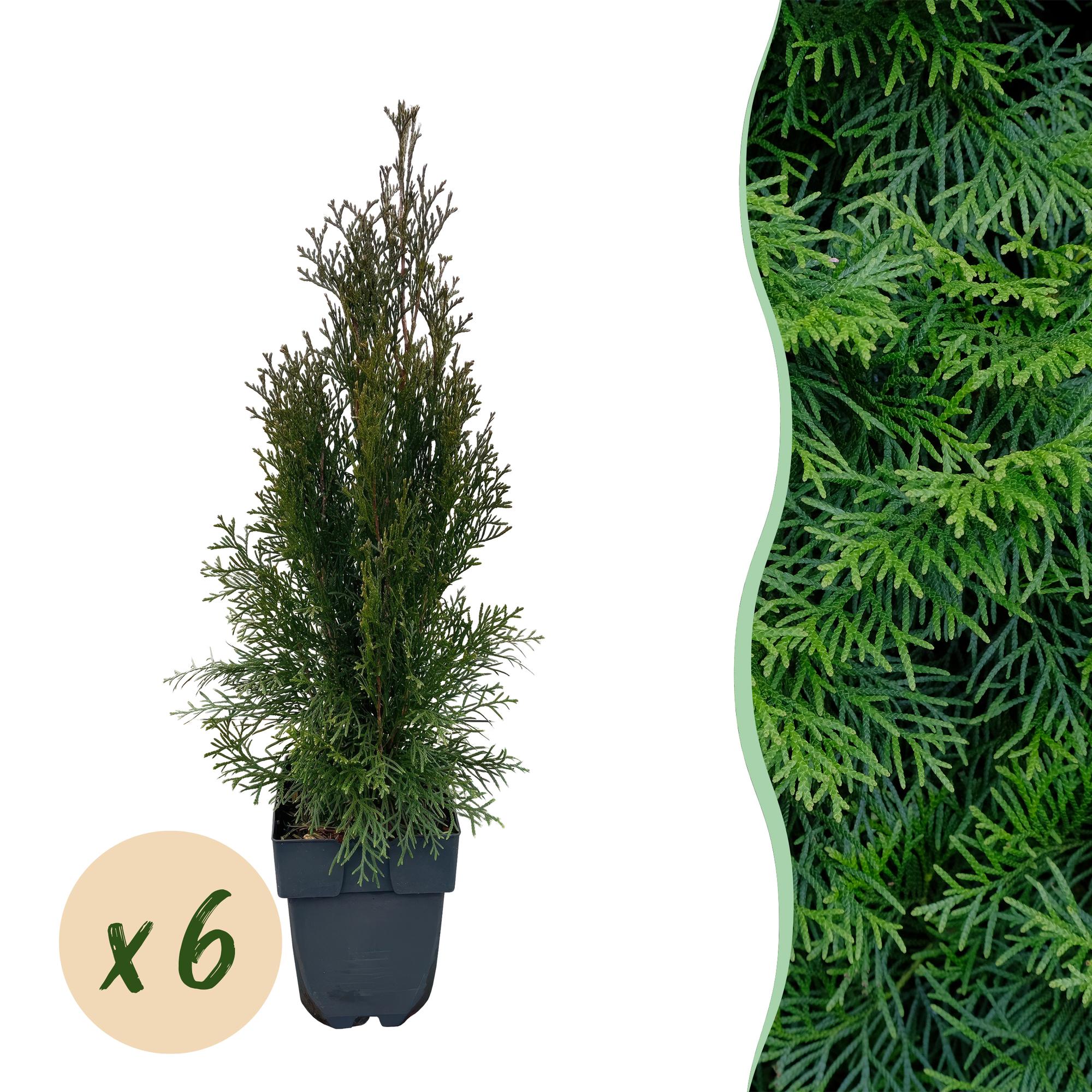 Heckenpflanzen, Thuja occidentalis Smaragd, Blatt grün, 6 Pflanzen, 1 laufender Meter, immergrün, Topf 17 cm 60 cm